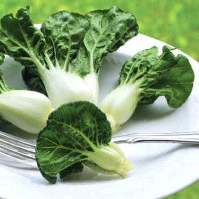 KNESSiN QLY-7 Pak Choi Seed(200 per packet)