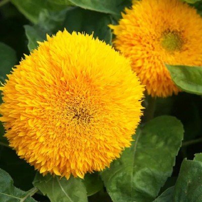 Biosnyg SUNFLOWER SUNGOLD DOUBLE SEEDS [100 Seeds] Seed(100 per packet)