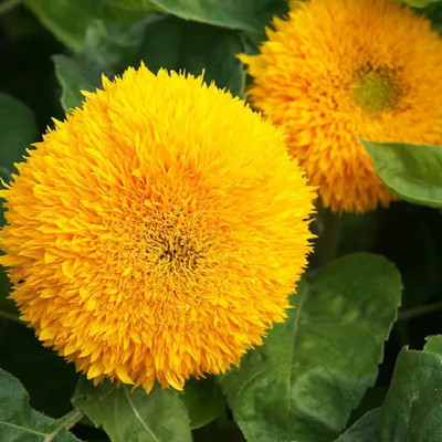 CYBEXIS SUNFLOWER SUNGOLD DOUBLE SEEDS400 Seeds Seed(400 per packet)