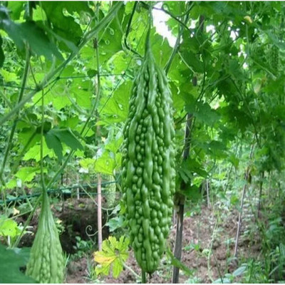 XOLDAA F1 BEST QUALITY BITTER GOURD SEEDS Seed(15 per packet)