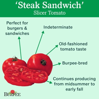 Qualtivate PUAS-8A Steak Sandwich' Hybrid | Red Tomato Seed(300 per packet)