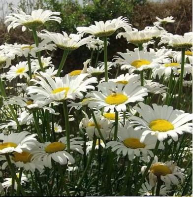 VibeX HUA-82 - German Chamomile - (750 Seeds) Seed(750 per packet)