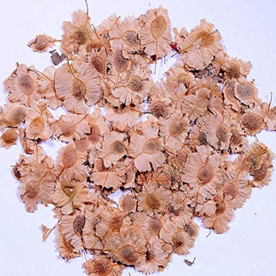 ibains Red sandal wood seeds Seed(63 per packet)