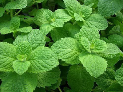 CYBEXIS GBPUT-95 - Apple Mint Mentha Rotundifolia - (1350 Seeds) Seed(1350 per packet)