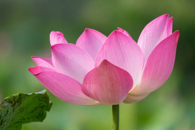 NaturePlanet lotus,kamal gatta Seed(10 per packet)