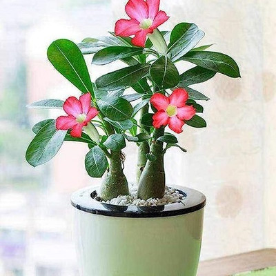 DIVINE ADENIUM Seed(75 per packet)
