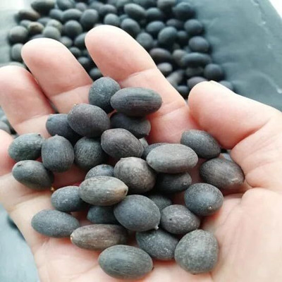 Gilahare Lotus flower seeds, Poddo flower seeds Seed(15 per packet)