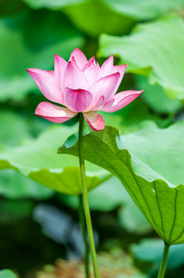 SHYAM lotus,kamal gatta Seed(14 per packet)