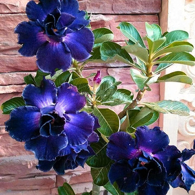 Qualtivate XLL-73 Adenium Obesum Fresh Seeds Seed(30 per packet)