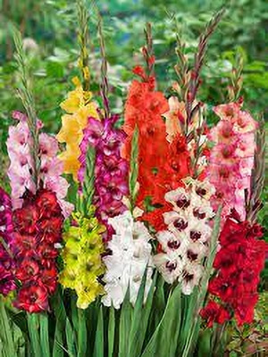 GISLENUS Gladiolus Bulbs Seed(5 per packet)