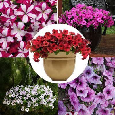 CYBEXIS Petunia - Easy Wave Novelty Collection F1 - Novelty Flower Seeds Seed(1 g)