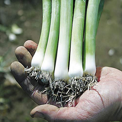 WILLVINE HUA -VII Leek Seeds Onion-Like Taste [50g] Seed(30000 per packet)