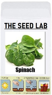 CYBEXIS Organic Vegetable Seeds-Spinach1000 Seeds Seed(1000 per packet)
