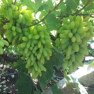 Aywal Sweet green grapes Seed(15 per packet)