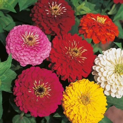 LPR ZINNIA, ZENNIA Seed(15 per packet)