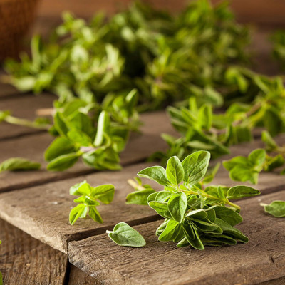 WILLVINE Oregano Seeds (Origanum vulgare)-[2000 Seeds] Seed(2000 per packet)