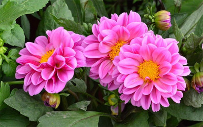 Qualtivate GUA-267 Mixed Color Dahlia pinnate Pompon Beautiful Flower Seed Seed(50 per packet)