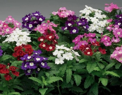 CYBEXIS VERBENA MIXED SEEDS400 Seeds Seed(400 per packet)