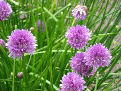 Qualtivate PUA-8A Chives Seeds Seed(300 per packet)