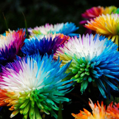 CYBEXIS LX-98 - Rainbow Chrysanthemum Flower Ornamental - (30 Seeds) Seed(30 per packet)