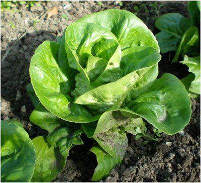 CYBEXIS Lettuce - Little GEM Seeds 2000 Seeds Seed(2000 per packet)