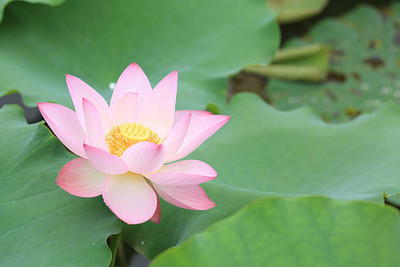 ASTRO HUB lotus,kamal gatta Seed(14 per packet)