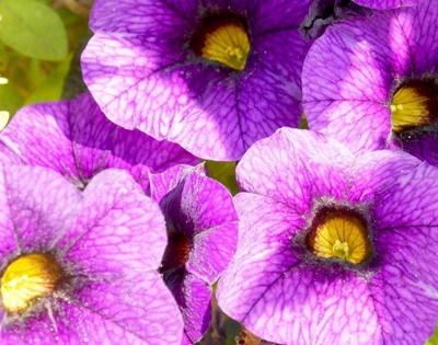 Quentova Purple petunia flower-KTL-7E Seed(75 per packet)