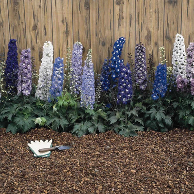 Biosnyg Delphinium Magic Fountain Series Flower -Multi-Color Mix[100 Seeds] Seed(100 per packet)