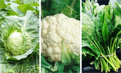 DEYS AGRO WINTER season hybrid vegetables seeds combo pack, cabbage,cauliflower,spinach Seed(150 per packet)