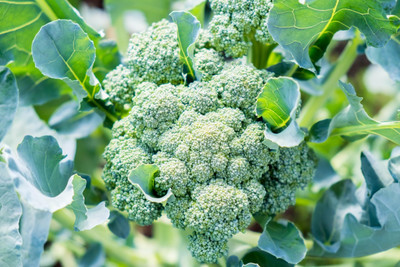 BJUBAS Hybrid Broccoli Seeds pack of 41 Seed(41 per packet)
