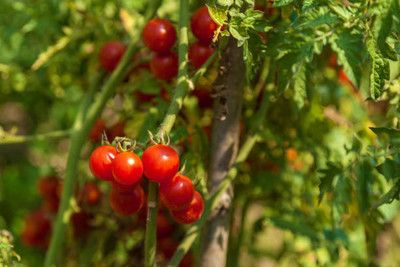 FRESHOO tomato Seed(100 per packet)
