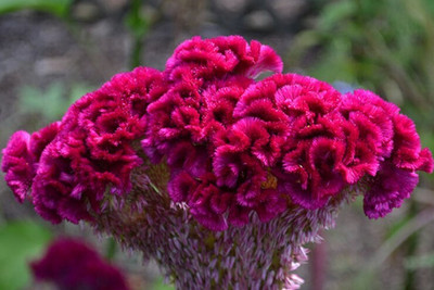 UGRA Celosia / Cockscomb Seed(5 per packet)
