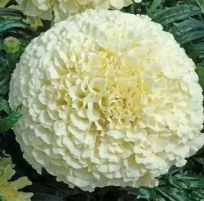 SUAA Marigold flower Seed(103 per packet)