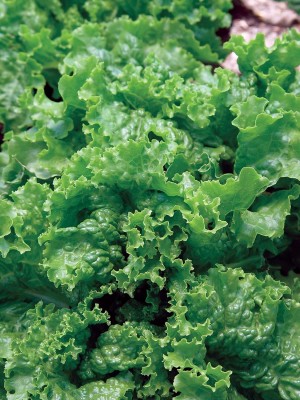 Qualtivate HYB-8A Green Ice Lettuce Seeds Seed(300 per packet)