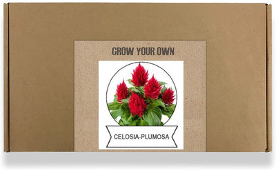 CYBEXIS Celosia Plumosa Flower Seeds100 Seeds Seed(100 per packet)