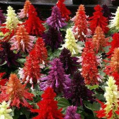 Lorvox Salvia Flower Plant Seed(75 per packet)
