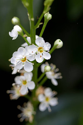 Plantzone gypsophila flower Seed(200 per packet)