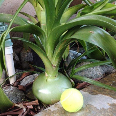 CYBEXIS Hybrid Giant Onion Seeds Spanish Heirloom 2000 Seeds Seed(2000 per packet)