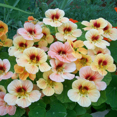 KUSH Nasturtium Mixed Colour Flower Seeds Seed(20 per packet)