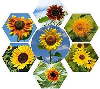 CYBEXIS GUA-66 - Sunflower Mix - (1350 Seeds) Seed(1350 per packet)