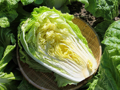 WILLVINE AGRI -II Chinese Cabbage Seeds - Michihili [5g] Seed(1500 per packet)