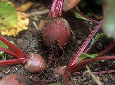CEZIUS Terrace & Home Gardening Beetroot Red Ball-a13Y Seed(440 per packet)