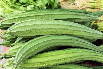 VibeX PUAS-77 - Ridge Gourd |Turia Non-GMO - (900 Seeds) Seed(900 per packet)