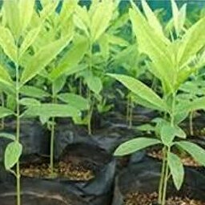 Seedsqlty sandalwood tree seeds white Seed(11 per packet)