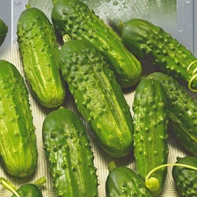 Qualtivate RES-7A Cucumber Bush Gherkin Early Pickling Seed(300 per packet)