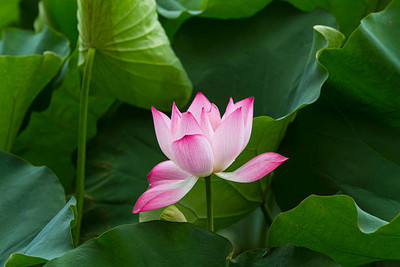 Triphal Lotus Seed(10 per packet)
