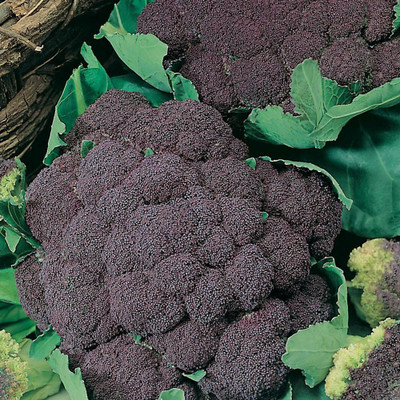 CYBEXIS di Sicilia Violetto Cauliflower Variety2000 Seeds Seed(2000 per packet)