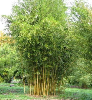 BDSresolve Hybrid bamboo seeds Seed(46 per packet)