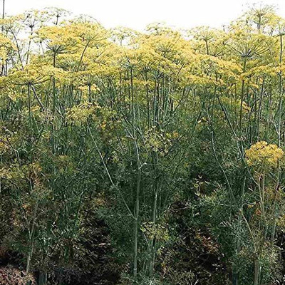 VibeX GBPUT-61 - Bouquet Dill Non-GMO - (750 Seeds) Seed(750 per packet)