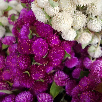 XOLDA Exotic gomphrena Seed(46 per packet)